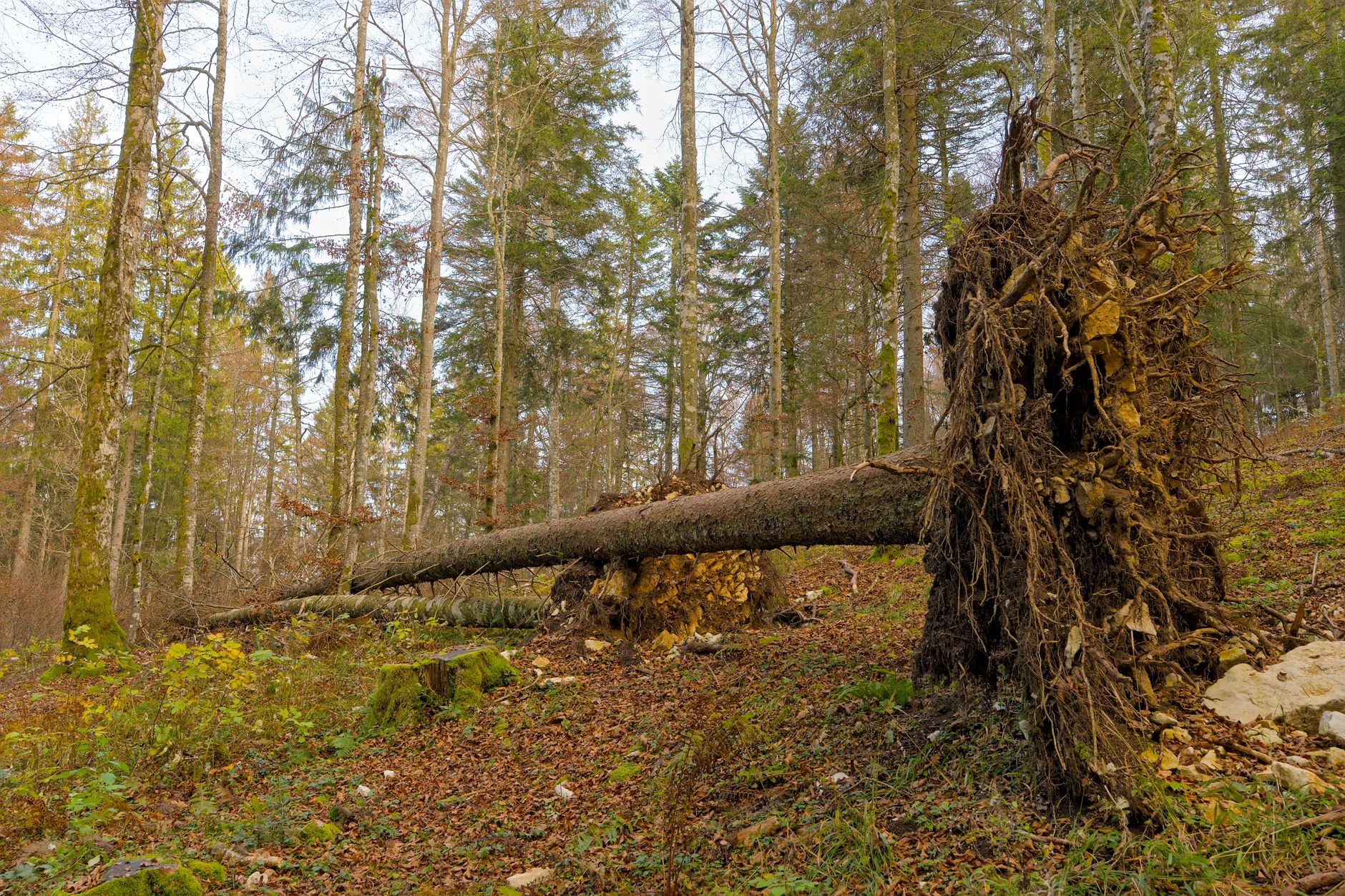 Enlèvement arbre urgence à Bourgoin-Jallieu